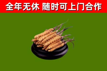 大朗镇烟酒回收冬虫夏草.jpg